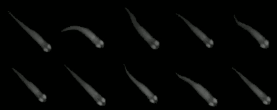_images/collection.gif